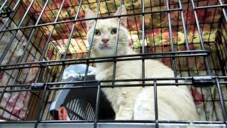 Самый большой приют для кошек в России. Муркоша Самый большой приют для кошек в России. Муркоша