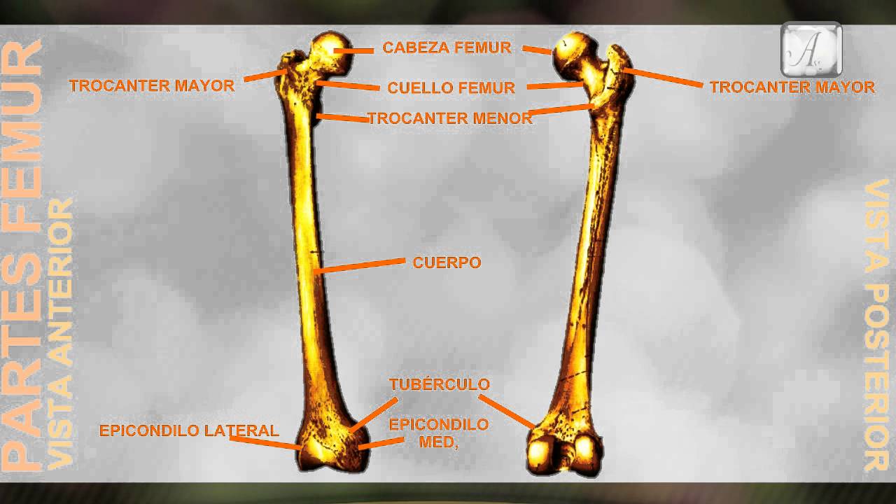 Económico Bergantín fax Partes del Femur - Anatomia - YouTube