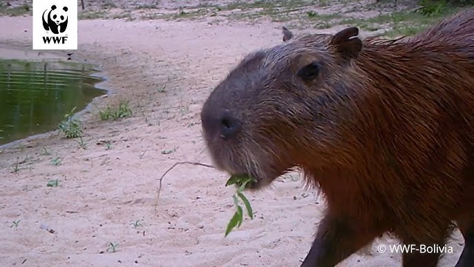 Capivara (<em>Hidrochaeris hidrochaeris</em>)