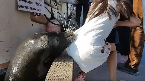 Видео: морской лев в Канаде утащил ребенка под воду Нападение животного на ребёнка Опасная близость