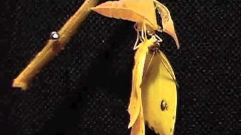 METAMORPHOSIS-NKDIZE