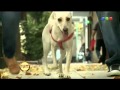 El perro urbano en Diversión Animal   visita a Sol