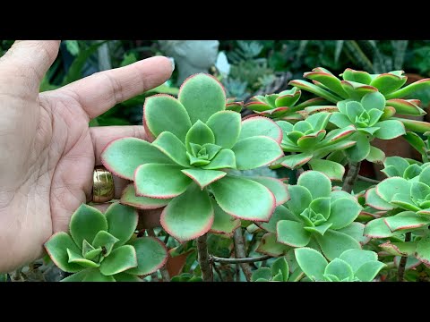 Video: Pinwheel Succulent Info – Lisateave Pinwheeli taimede hooldamise kohta