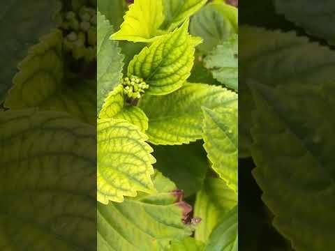Video: Jernklorose - gule blade på kristtornbusk
