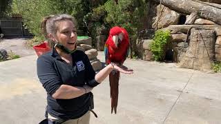 Home Safari – Fiesta the Macaw – Cincinnati Zoo