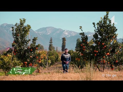 #ფერმა  ნარინჯისფერი რთველი აჭარაში