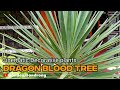 Cinematic Decorative plants | Dragon Blood tree