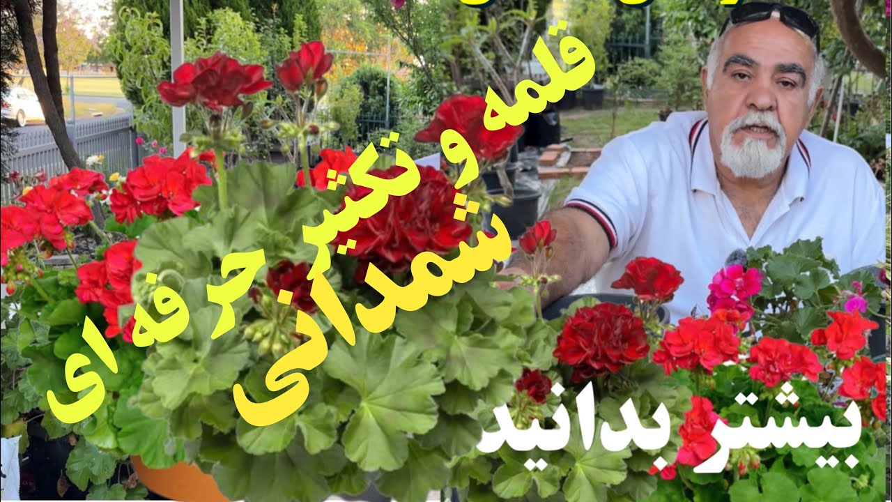 تکثیر علمی شمدانی را یاد بگیرید