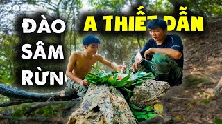 Đào Sâm Rừng 3 MÉT – Nướng Cá Nơi Không Nước | Cu Ngân Vlog