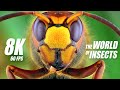 The World of Insects 8K HDR 60FPS DEMO