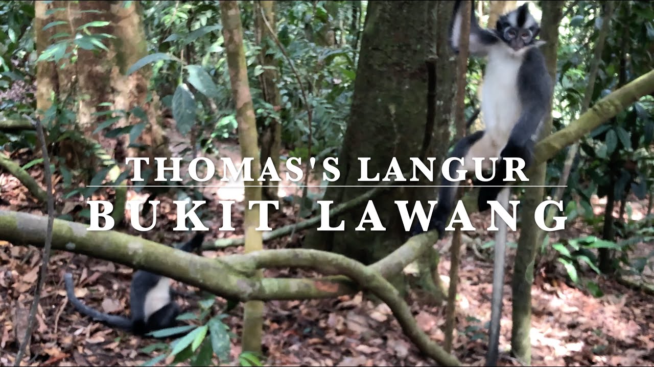 Thomas's Langur Bukit Lawang - Thomas Leaf Monkey - macaque grooming a Thomas monkey for food