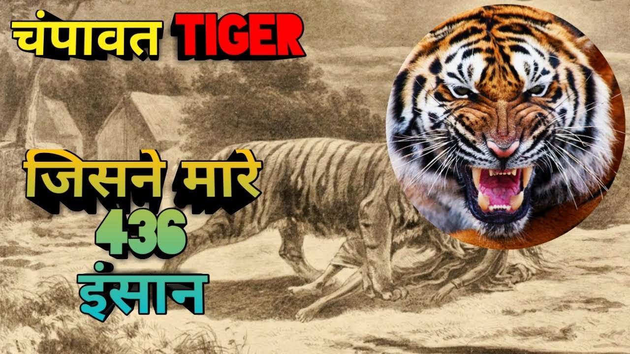 चम्पावत TIGER | Champawat Tiger Who Killed 436 People | Jim Corbett And