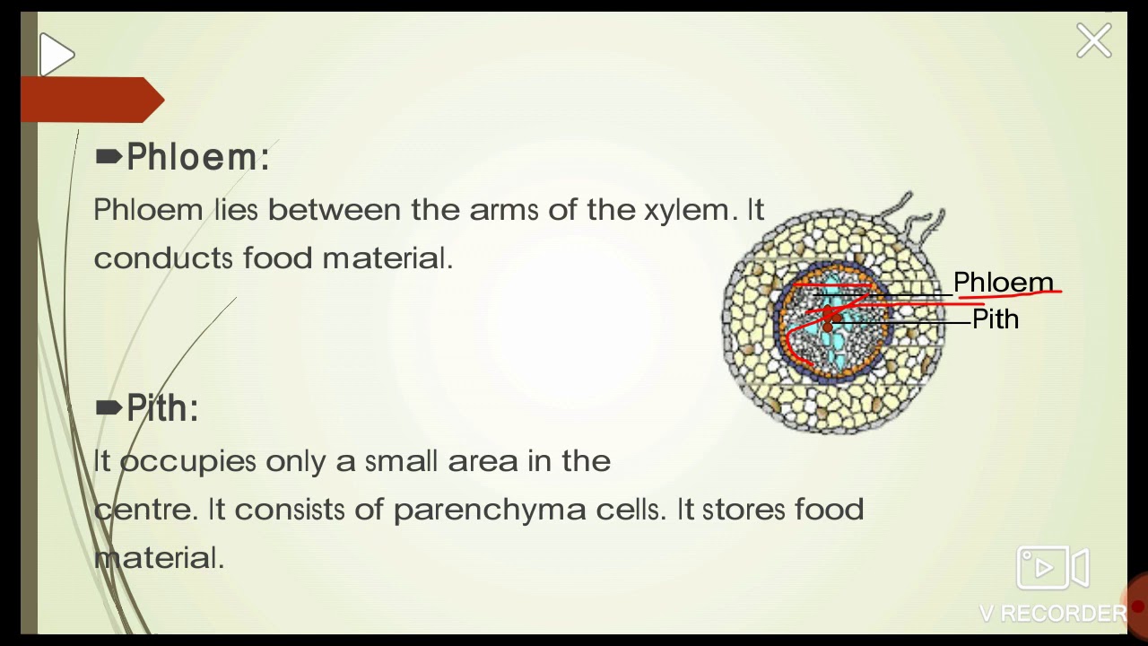 Topic: Internal structure of root of brassica plant/Class: 9/Biological World