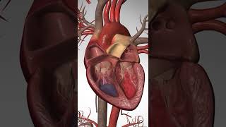 🫀 Heart Attack vs Cardiac Arrest vs Heart Failure – What’s the Difference? NEET 2026 | NEET BIOLOGY