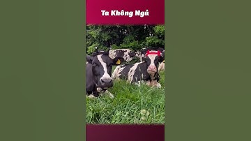 Khớp thế nhở 😂 #takhongngu