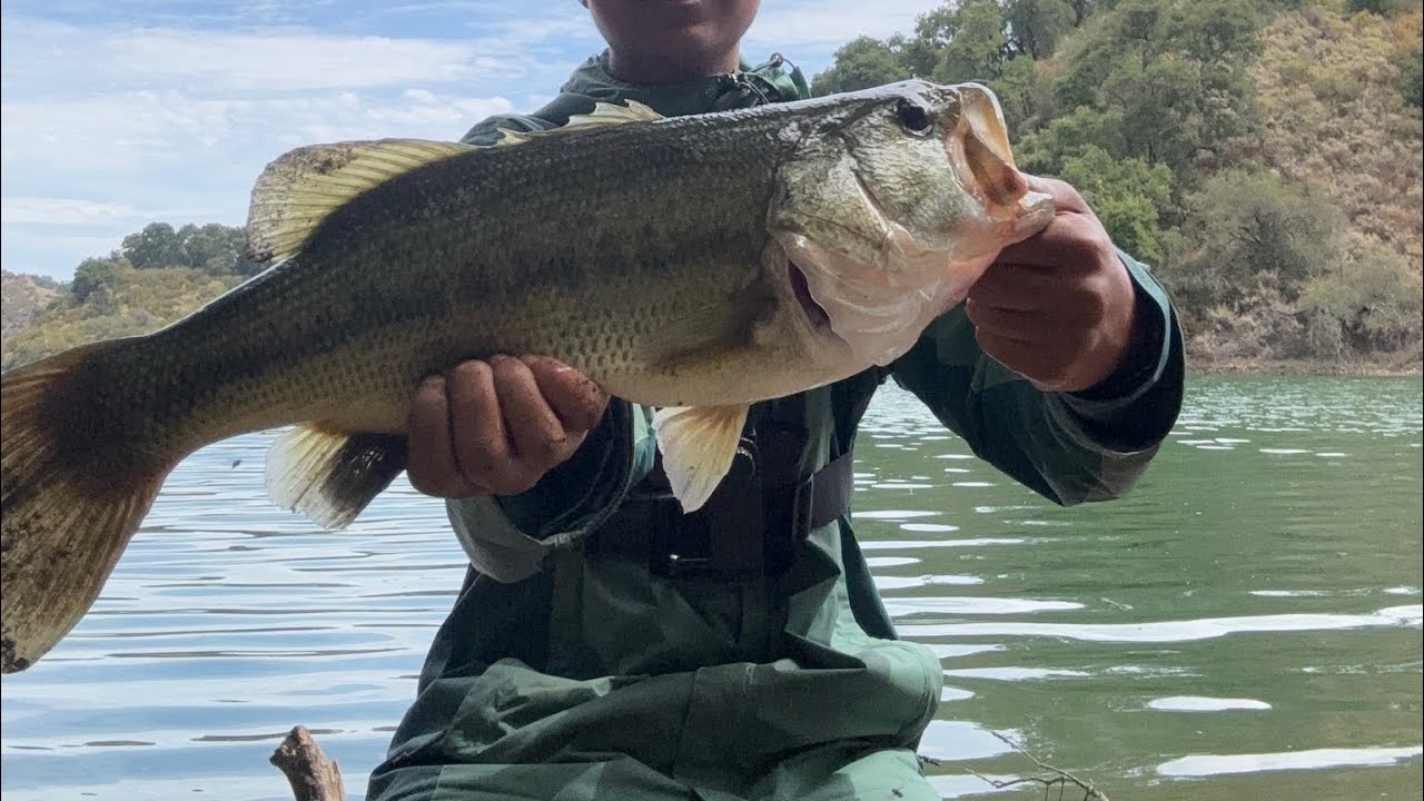Multiple Giant Bass!!!