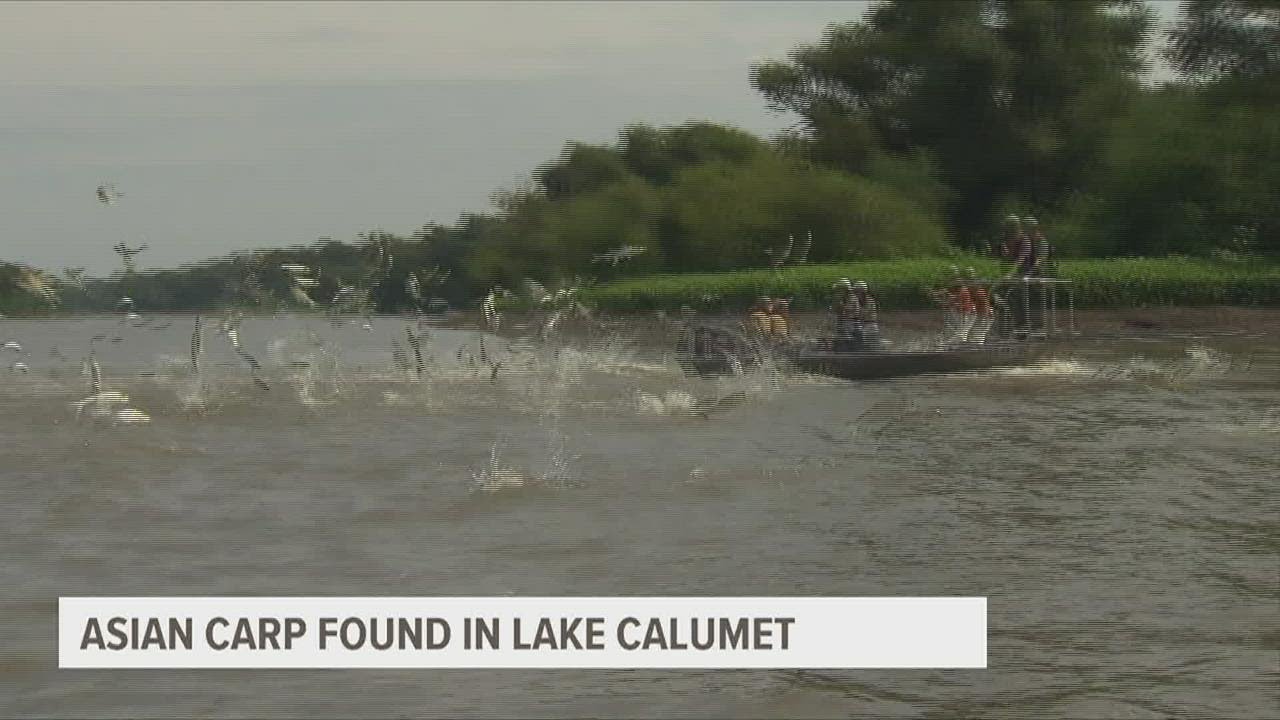 Asian Carp Fishing, Saving the Great Lakes from Aquatic Invasive Species 