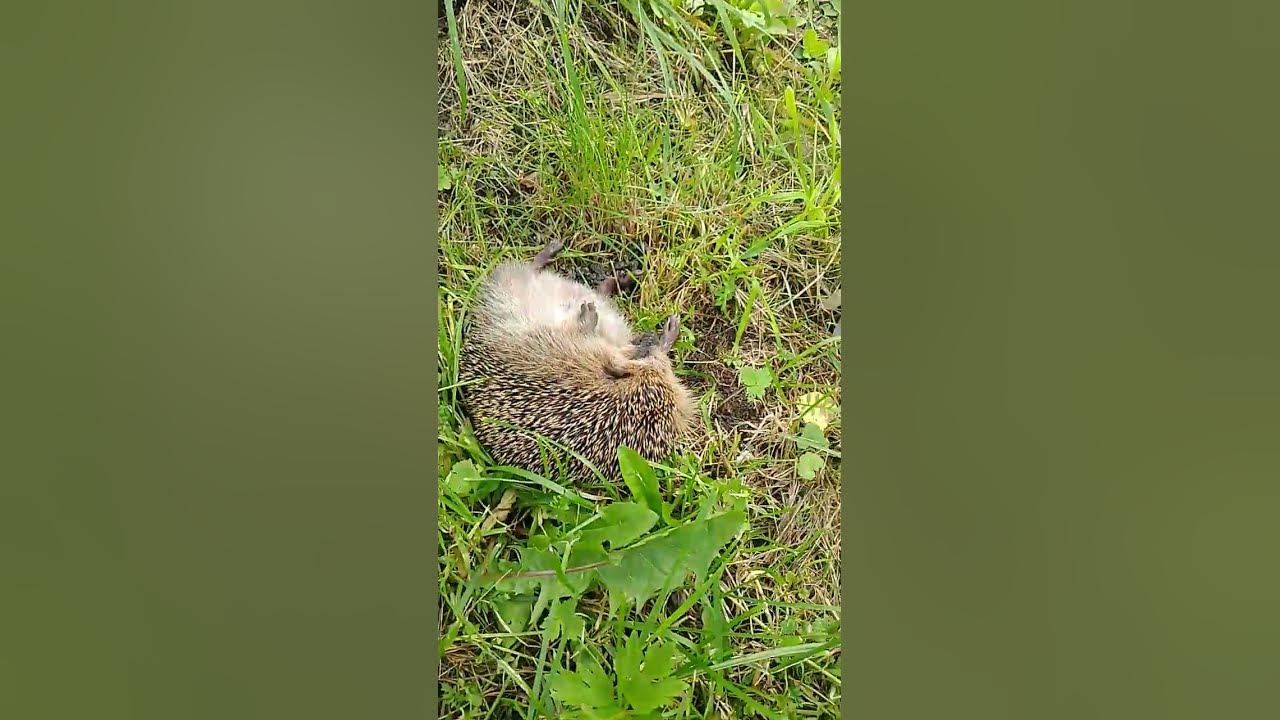 Ёжик пришёл без яиц домой. Из-за засухи Ёжики пришли на дачные участки, в поисках воды и пищи. Ежикам тоже нужны