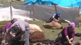 Elîye Ozmîn - Qelem Qaşê