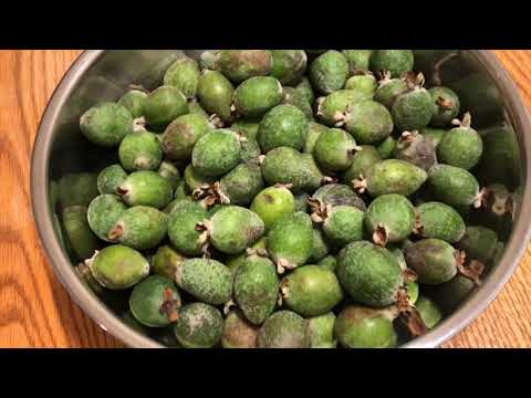 Video: Why Is Feijoa Useful?