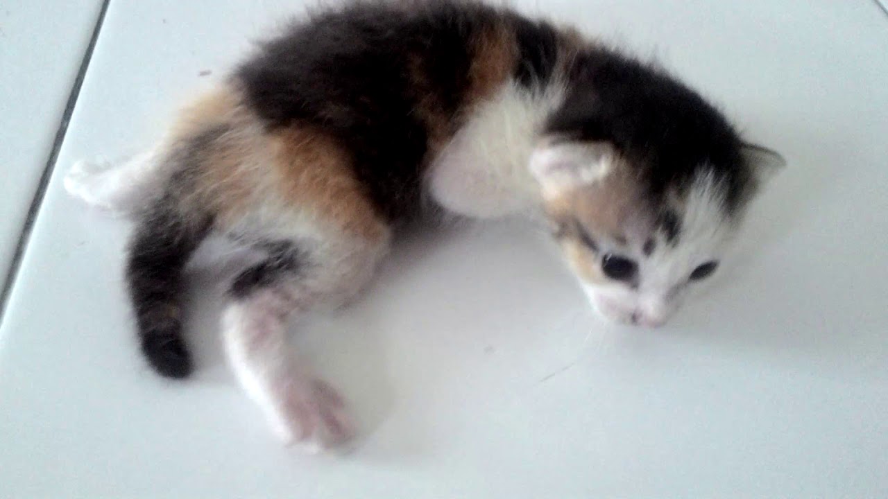 little kitten crying for her mother - YouTube