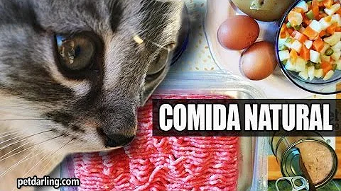 ¿Qué comida casera es mejor para los gatos?