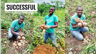 Sweet Potato Farming | From Planting To Harvesting | Frenat Farms