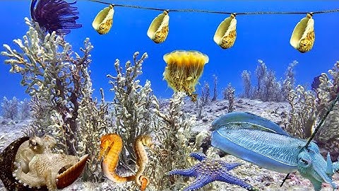 Lặn Biển Bắt Được Mực Nang, Cá Ngựa, Bạch Tuộc, Sò Ốc Đủ Loại Ở Điểm Gần Bờ | Cảnh 86