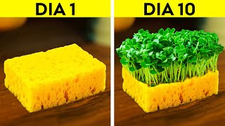 HACKS INTELIGENTES PARA CRESCER SUAS PRÓPRIAS PLANTAS || Hacks de jardinagem para iniciantes