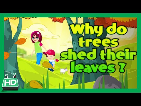 וִידֵאוֹ: מדוע עצי מדרון משילים את קליפתם?