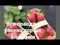 КЛУБНИКА ВСЯ ПРАВДА О РАННИХ СОРТАХ Кто выдержал испытание холодом 