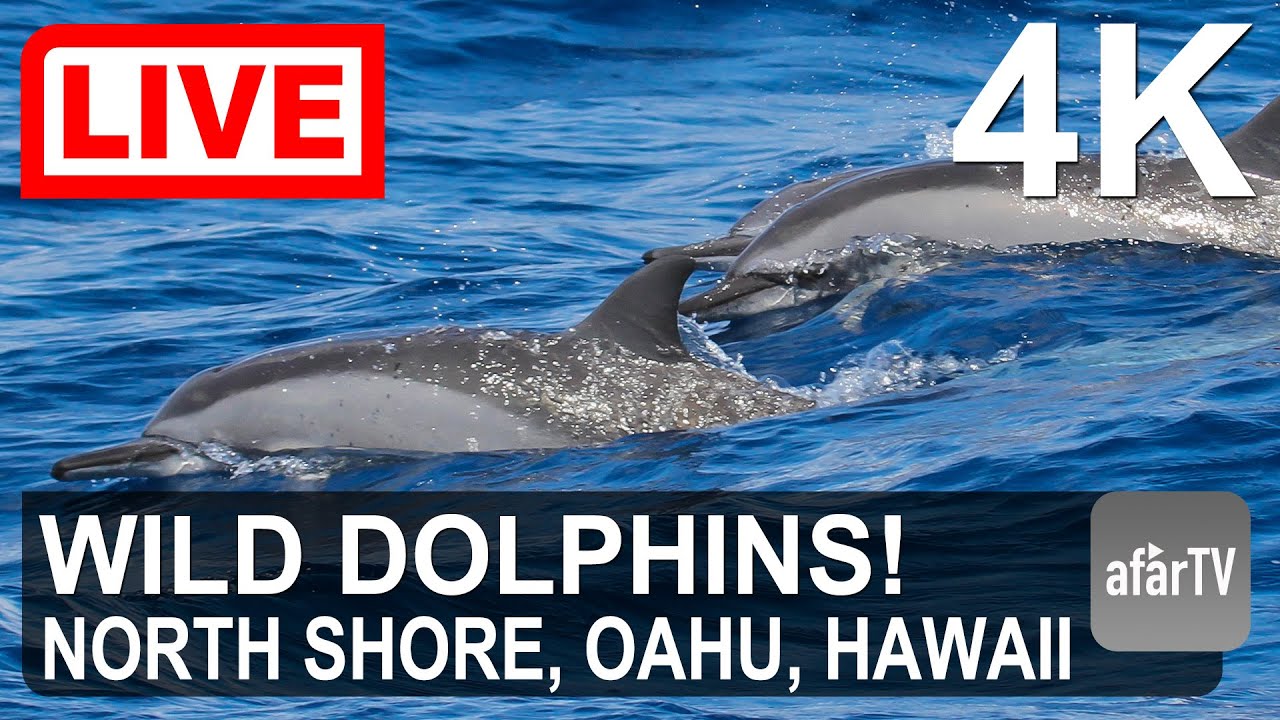 🌎 LIVE in 4K:  Wild Dolphin Cam on the North Shore of Oahu, Hawaii