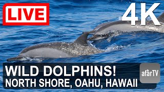 May 28, 2024:  Wild Dolphins on the North Shore of Oahu, Hawaii