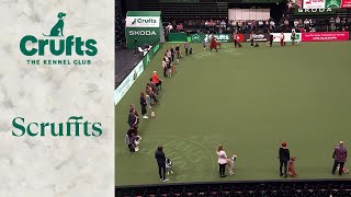 Scruffts Finals | Crufts 2024