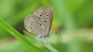 Pale Grass Blue - ENYA PIANO INSTRUMENTAL by David Castagna