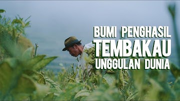 Ragam Macam Tembakau Jawa Tengah: Topografi hingga Pengolahan