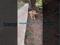 Tales of tails #dogshorts #doggielife #dogsofyoutube #fyp #shorts #love #puppy #indiedog #India #pet
