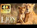 Africa wildlife 4k  lion cub super mignon et adorable  film relaxant avec musique apaisante