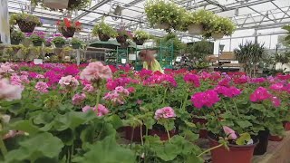 Connecticut greenhouses and nurseries ready for busy weekend as planting season begins
