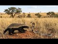 Honey Badger vs. Cobra: The Ultimate Battle for Survival! 🐾🐍⚔️ #wildlife 