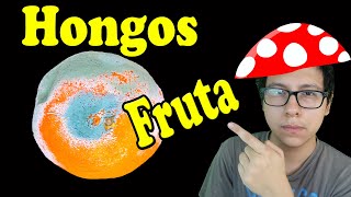 HONGOS DE LA FRUTA