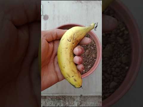 هذا هو الإبداع الحقيقي في زراعة الموز  ترند   زراع  اكسبلور