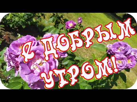 С Добрым утром! ❤️Пусть будет каждый день прекрасный❤️Good morning❤️