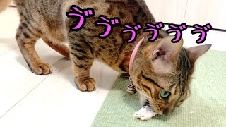 鶏肉に強欲なお嬢猫リン