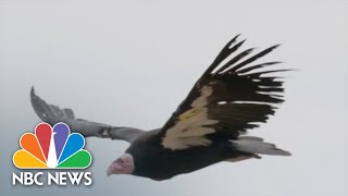 Condors Surprise Scientists With Ability To Reproduce Asexually