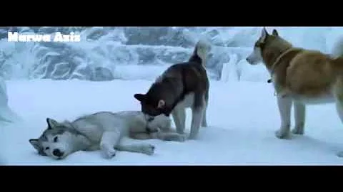ذئب الجبل الابيض بني تحميل Download Mp4 Mp3