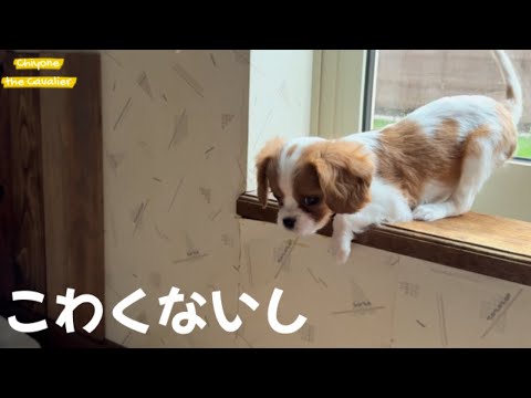 【子犬のお迎え、その後】よちよち無双！ 掃除機から必死に隠れる姿がかわいすぎた回顧録 #2 【北海道暮らし キャバリア】