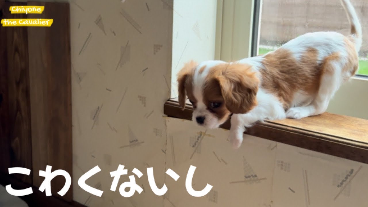 お迎えされたことを忘れたかのように元気にかわいらしく遊びまわる / 回顧録 #2【北海道暮らし キャバリア 子犬】