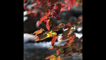 Beautiful Autumn Spot #fallintoshorts