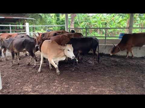 Video: Lembu Liar Gisando - Pandangan Alternatif